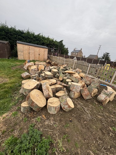 Sycamore tree hardwood - tree, logs